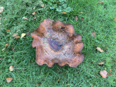 Image of a mushroom growing on grass covered with rain and cut grass