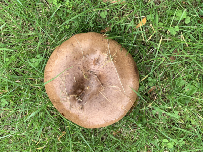 Image of mushroom from above growing on some grass