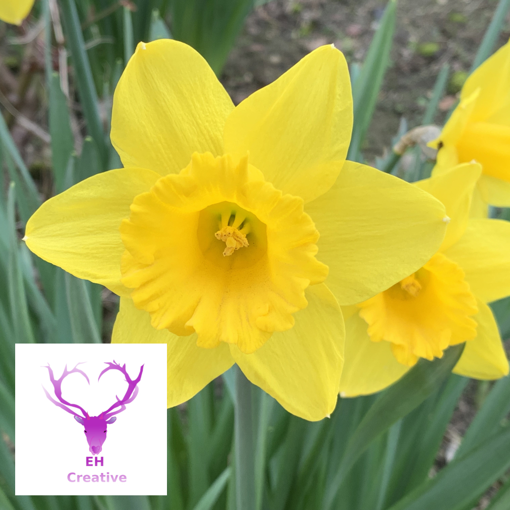 Closeup view of a daffodil head seeing inside corona
